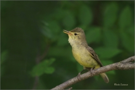 <p>SEDMIHLÁSEK HAJNÍ (Hippolais icterina) - jižní Morava ---- /Icterine warbler - Gelbspötter/</p>